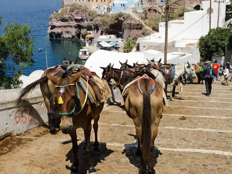 Donkeys in Santorini