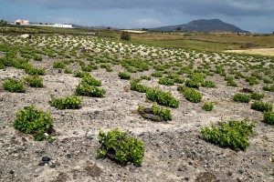 Vineyard in Santorini